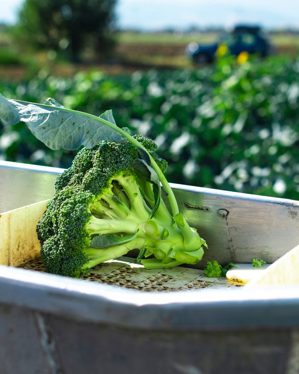 ¿Sabías que…? 🥦

El brócoli crece mejor en climas frescos, con temperaturas entre 18 y 24 °C.

El calor excesivo puede hacer que florezca antes de tiempo y afectar su sabor y textura, mientras que el frío moderado potencia su frescura y calidad.