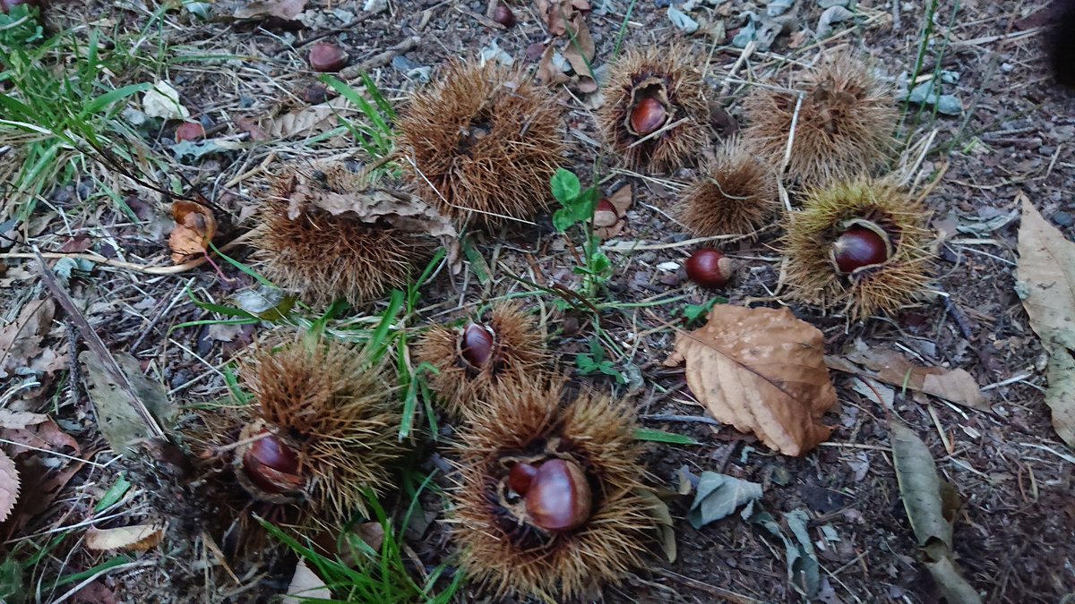 rinrinpilot's tweet image. 週末から３日間 東千歳の農園へ応援行って欲しいと言われ挨拶がてら下見に来てびっくり😮
広すぎるwww
作業安全の為、⛩️お社様にもご挨拶。境内はすっかり秋でした。
御神木から秋の実りが🌰たくさん落ちてる。
明日は天候のため仕事中止なるかも知れない。
休みなったら何しよう😀