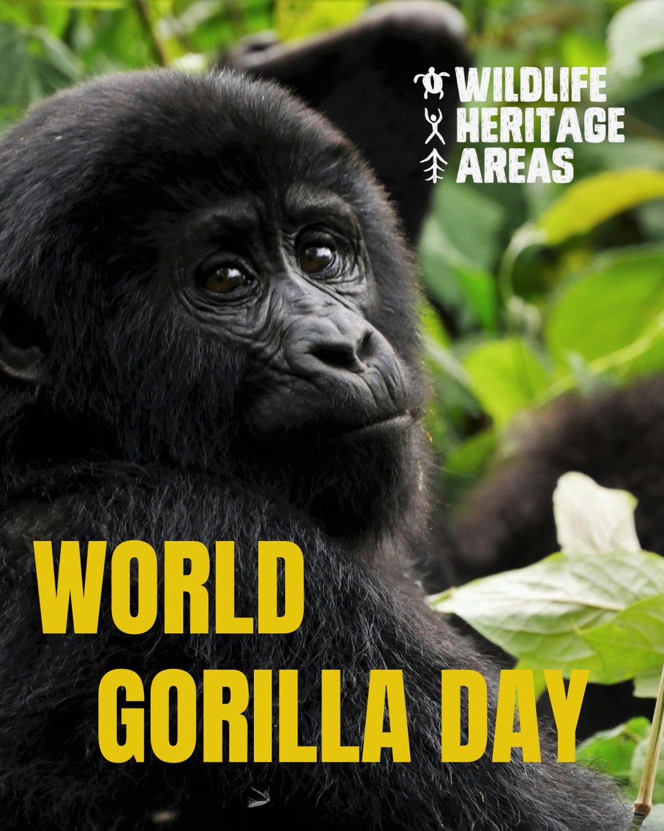 WildlifeHAreas's tweet photo. 🦍 🌴 Happy World Gorilla Day! 🏔️ 🦍 

Today we celebrate the strength, beauty and vital importance of gorillas and shine a light on two incredible candidate Gorilla Heritage Areas:

🦍Mintom Gorilla Heritage Area 🇨🇲 

🦍Volcanoes National Park Gorilla Heritage Area 🇷🇼 

🧵👇 https://t.co/PeHX2QUSHY