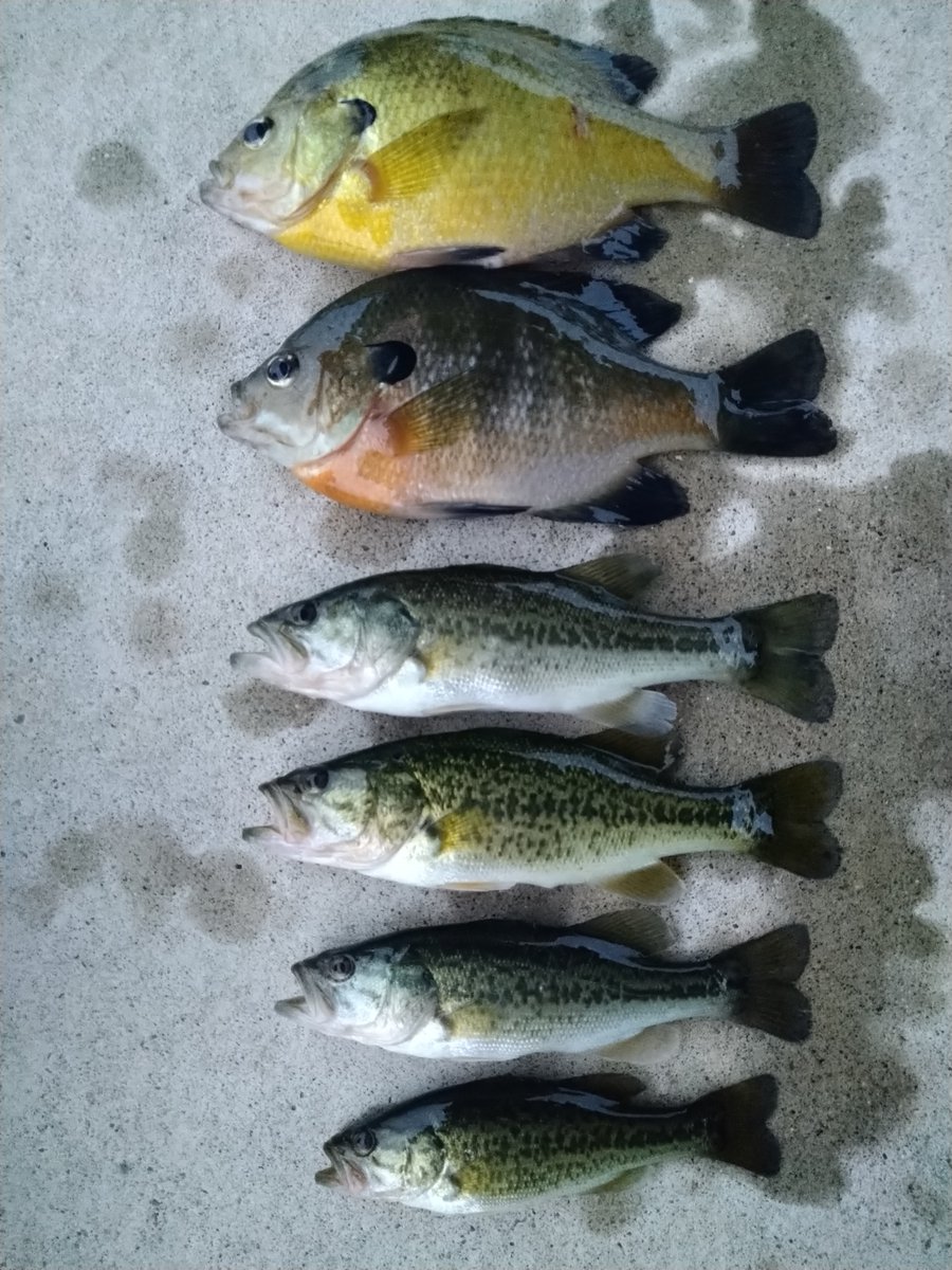 いつものエッチな川の隣を流れるDIED川
ここは畜産排水の影響で水質が悪くて
敬遠してたんだが、新規開拓のつもりで竿を出してみた

写真は大きい順
ギルの方がデカいのは気のせいです