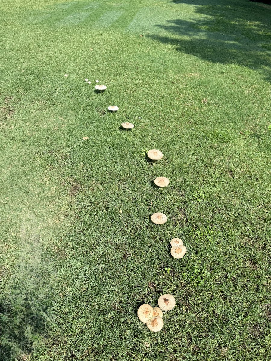 Firebroo (@firebroo) on Twitter photo 