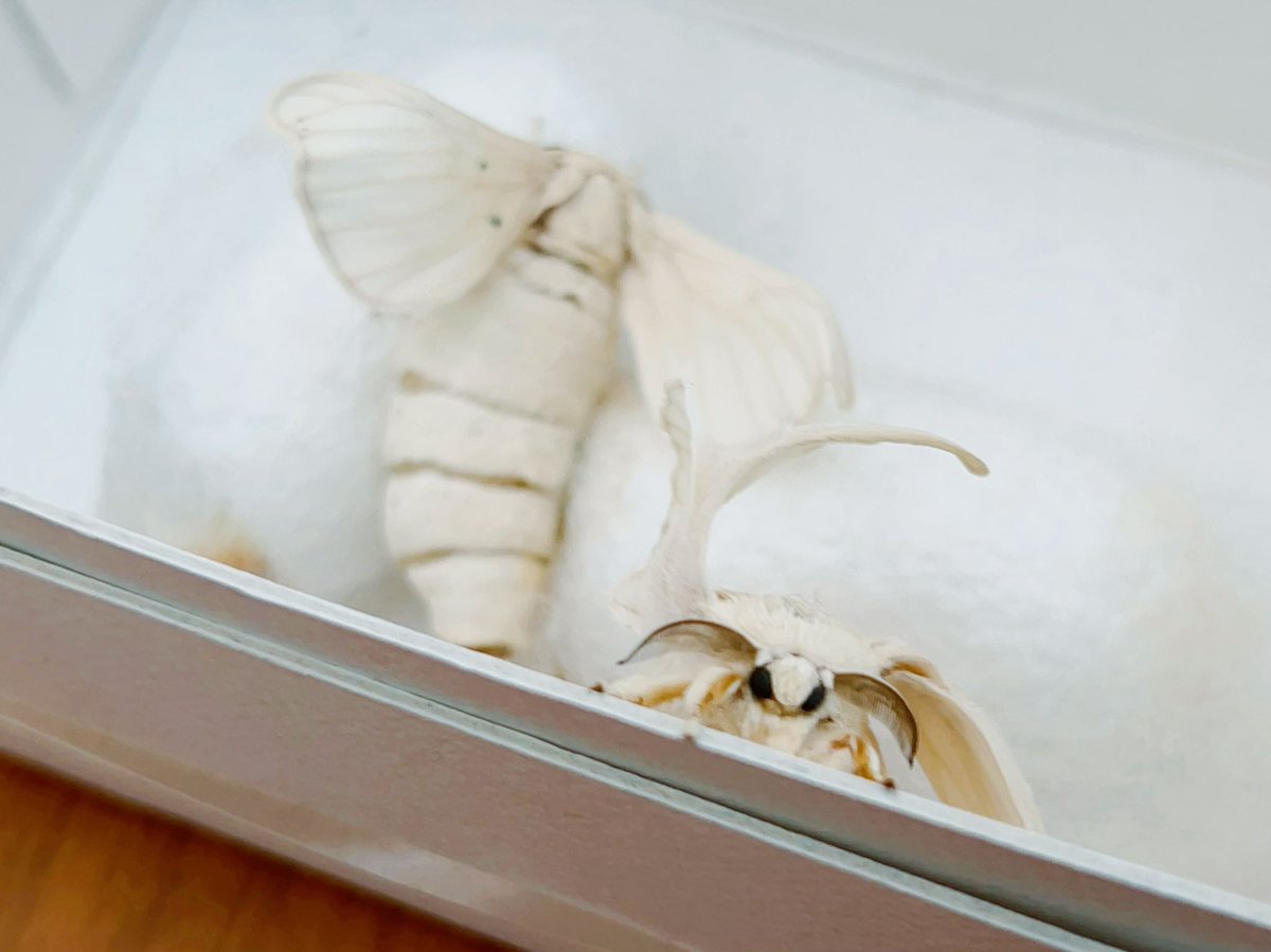 ある日、唐突にプレゼントされたふたつの繭から、奇跡的に成虫となって出てきた蚕たち。
羅(ら)と絽(ろ)と名付け、一緒に過ごしてきましたが、羅さんは成虫になってから13日目に、絽さんは17日目に亡くなりました。