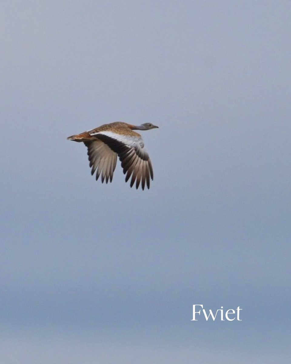 De grote trap is één vd spectaculairste vogels van Europa. De zwaarste vliegende vogel. Mannetjes wegen soms meer dan 15 kilo! In november verschijnt  Fwiet, gewijd aan Extremadura. Een paradijs voor vogels 
 Bestel  fwiet.be

F: J. Mager, T. Heijnen, M. Decleer.