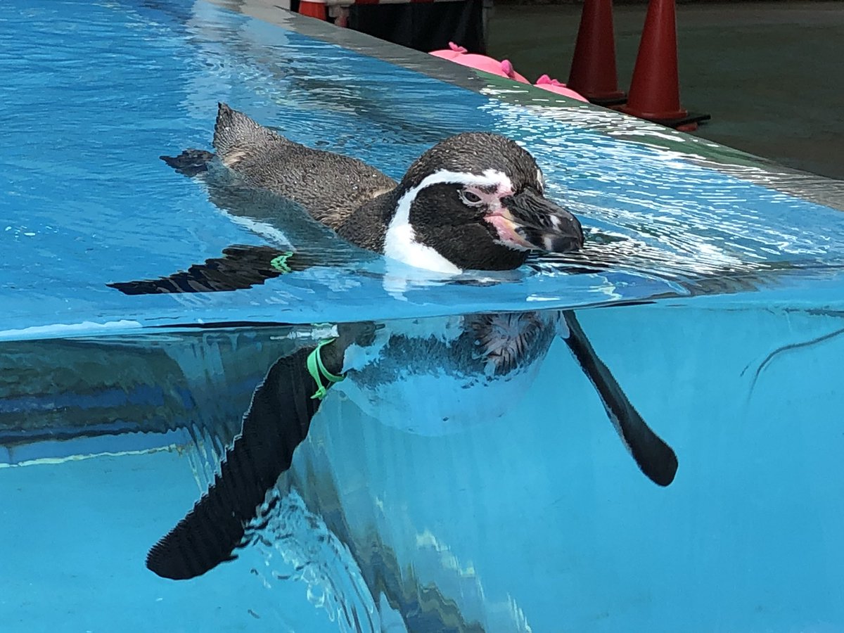 ore3jo_4649's tweet photo. 水族館🐟🐡🐧🐠🦞
楽し🦭🦈🐋🐬🪼 https://t.co/AdisSMMgih