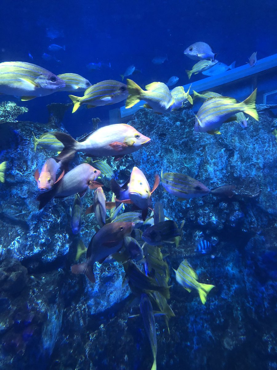 ore3jo_4649's tweet photo. 水族館🐟🐡🐧🐠🦞
楽し🦭🦈🐋🐬🪼 https://t.co/AdisSMMgih