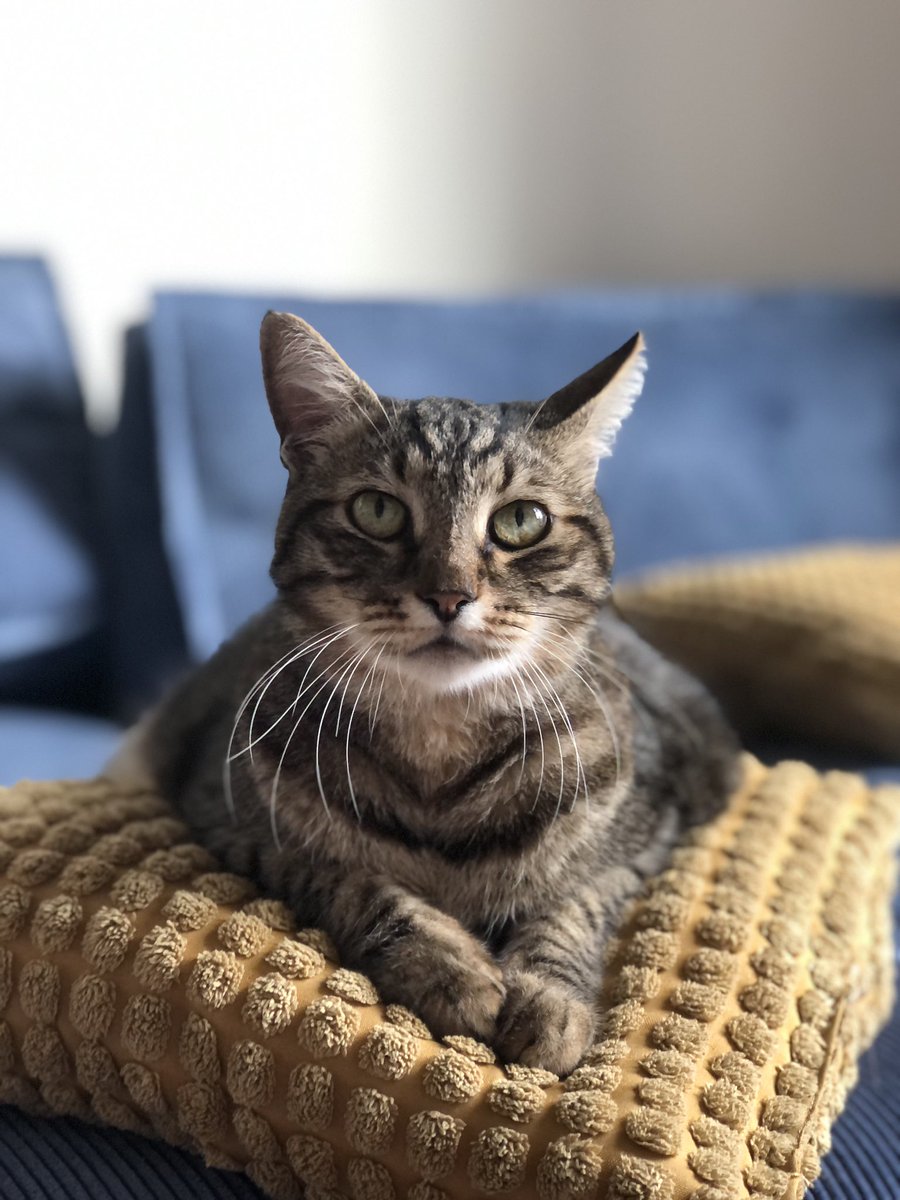 Сидит на подушечке, на вас смотрит