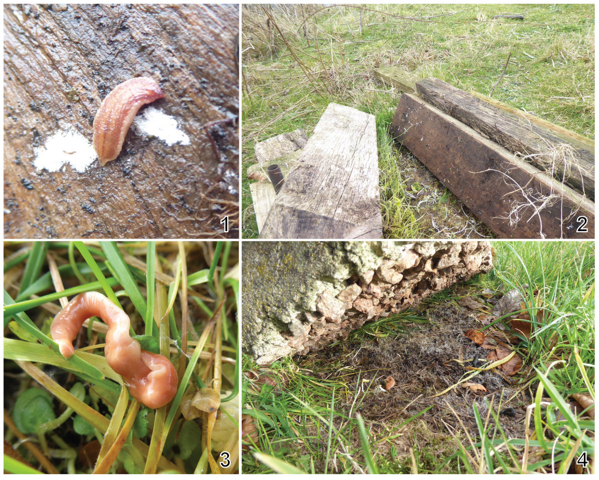 Notre nouvel article sous presse rapporte la découverte  inattendue de 𝗱𝗲𝘂𝘅 𝗲𝘀𝗽𝗲̀𝗰𝗲𝘀 𝗱𝗲 𝗽𝗮𝗿𝗮𝘀𝗶𝘁𝗲𝘀 𝗰𝗵𝗲𝘇  𝗱𝗲𝘀 𝘃𝗲𝗿𝘀 𝗽𝗹𝗮𝘁𝘀 𝘁𝗲𝗿𝗿𝗲𝘀𝘁𝗿𝗲𝘀  𝗲𝗻𝘃𝗮𝗵𝗶𝘀𝘀𝗮𝗻𝘁𝘀.
Quels parasites ?  Attendez que ce soit publié... c'est encore plus