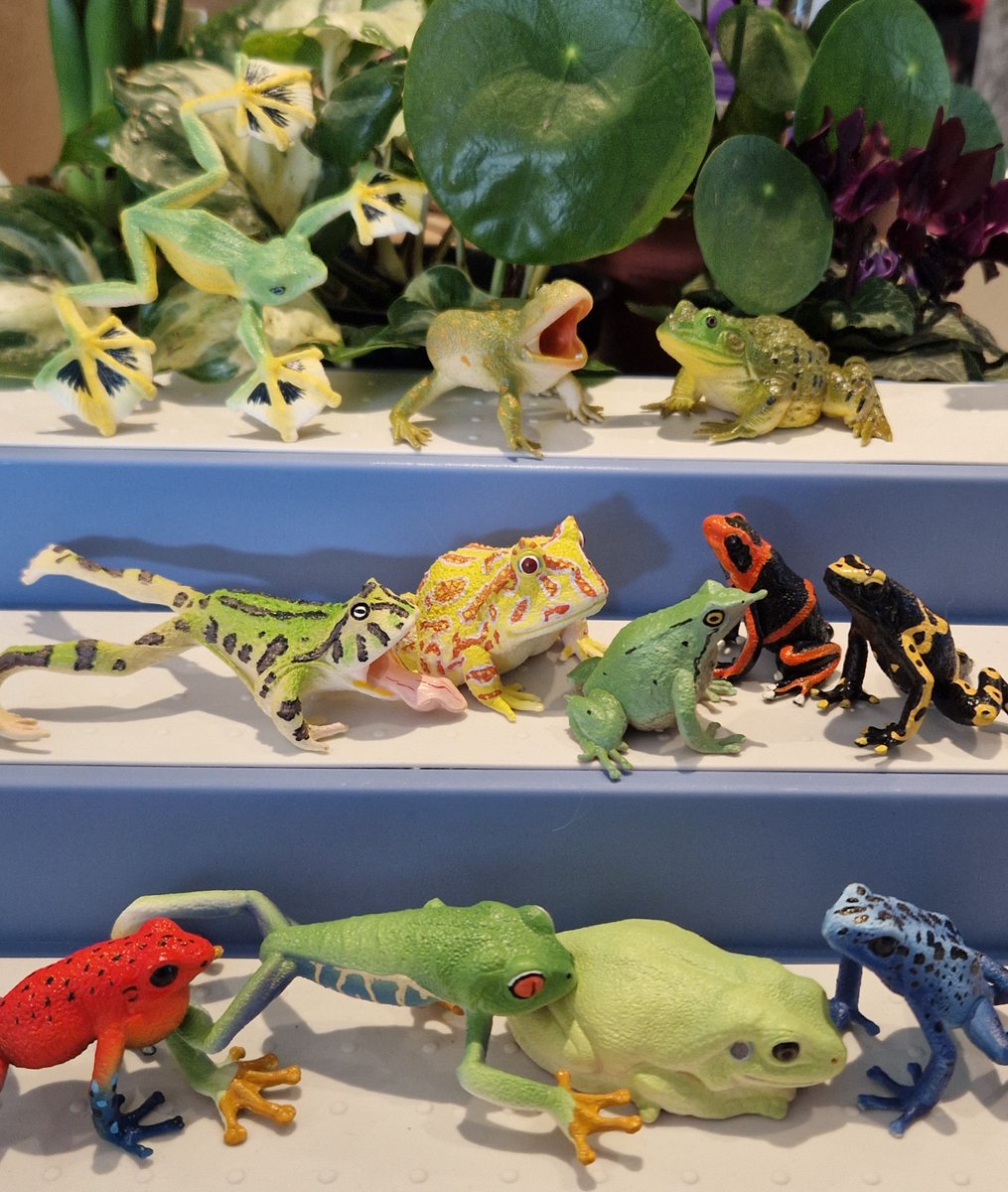 TetZoo's tweet image. You like #frogs, right? I'm thrilled with the recently released #Toymany frogs set, which includes such species as Budgett's frog, Wallace's flying frog and Darwin's frog. Buy the set here toymany.com/products/frog-… and use code TMAMDN10 to get a discount! #amphibians