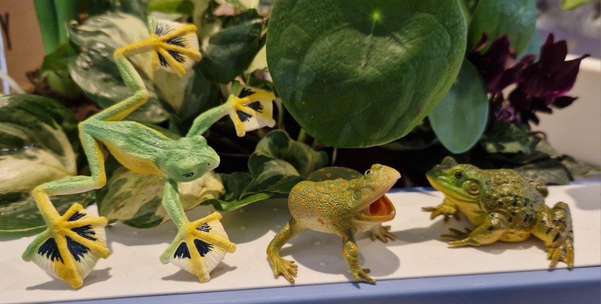 TetZoo's tweet image. You like #frogs, right? I'm thrilled with the recently released #Toymany frogs set, which includes such species as Budgett's frog, Wallace's flying frog and Darwin's frog. Buy the set here toymany.com/products/frog-… and use code TMAMDN10 to get a discount! #amphibians