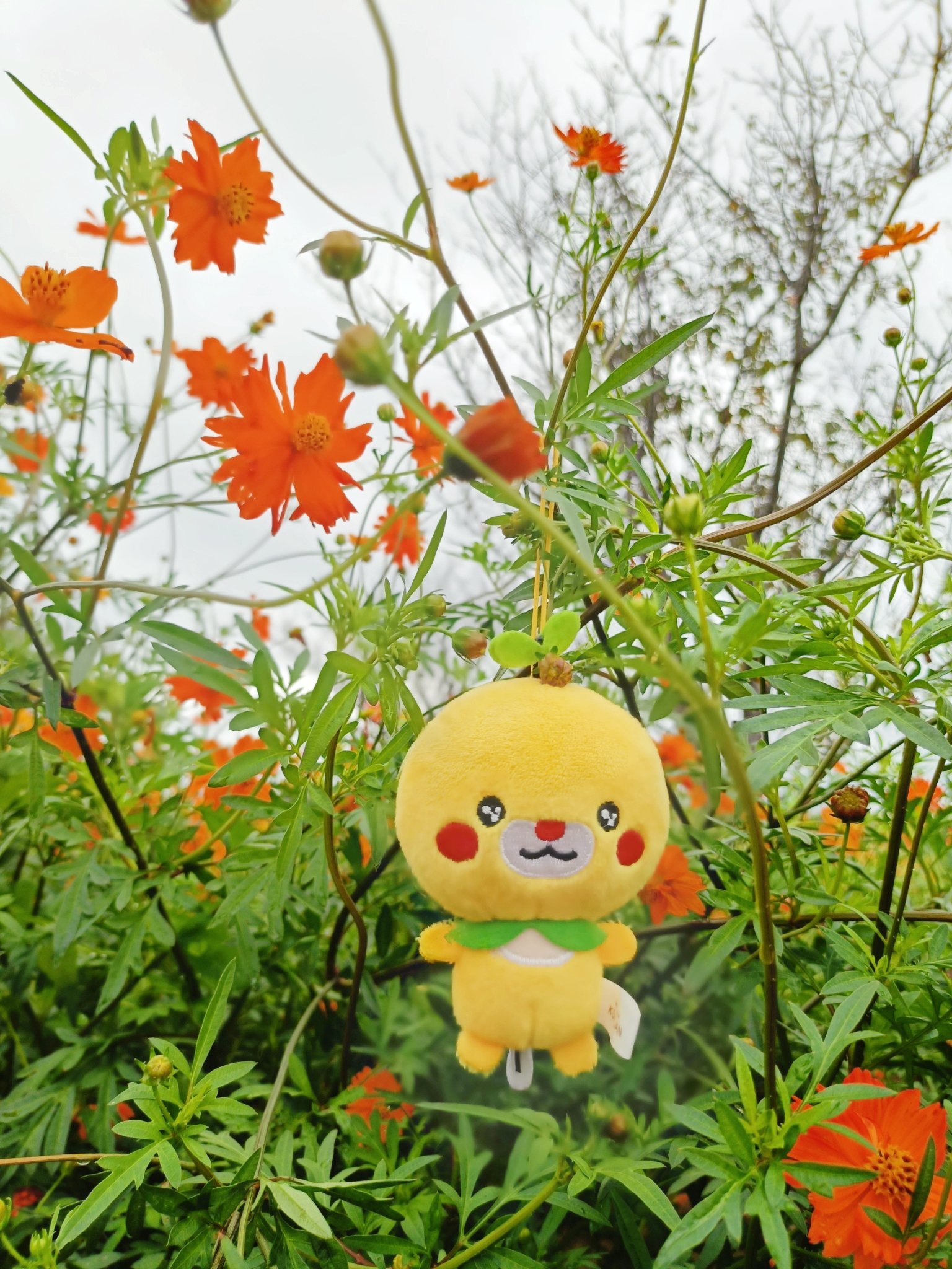 コスモスおじさん@茨城県潮来市 on X: 