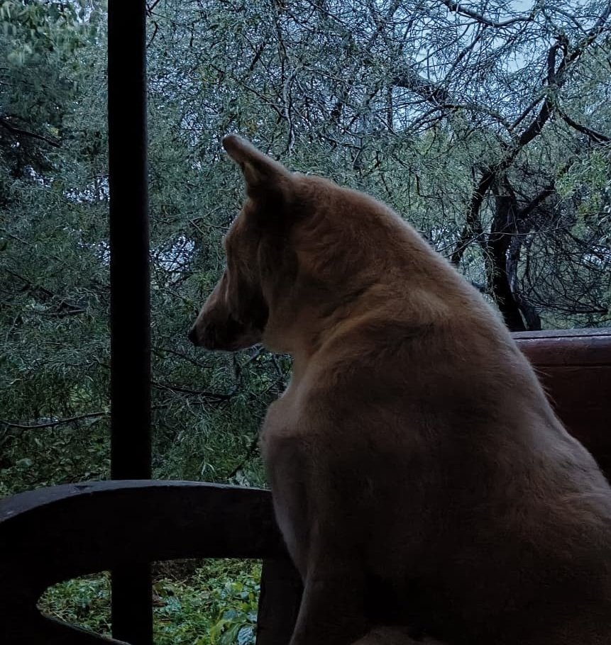 Tere_do_nainaaa's tweet image. कोई मुझ तक पहुँच नहीं  पाता
इतना  आसान  है   पता     मेरा

आ चुका पेश  वो   मुरव्वत*   से
अब  चलूँ  काम हो   चुका   मेरा 

आज मैं ख़ुद से  हो  गया  मायूस
आज  इक  यार  मर   गया   मेरा

~जौन एलिया साहब 🌻
(*आत्मीयता)

#Shair #Gazal🥀
#सफर_ए_ज़िंदगी 🐾