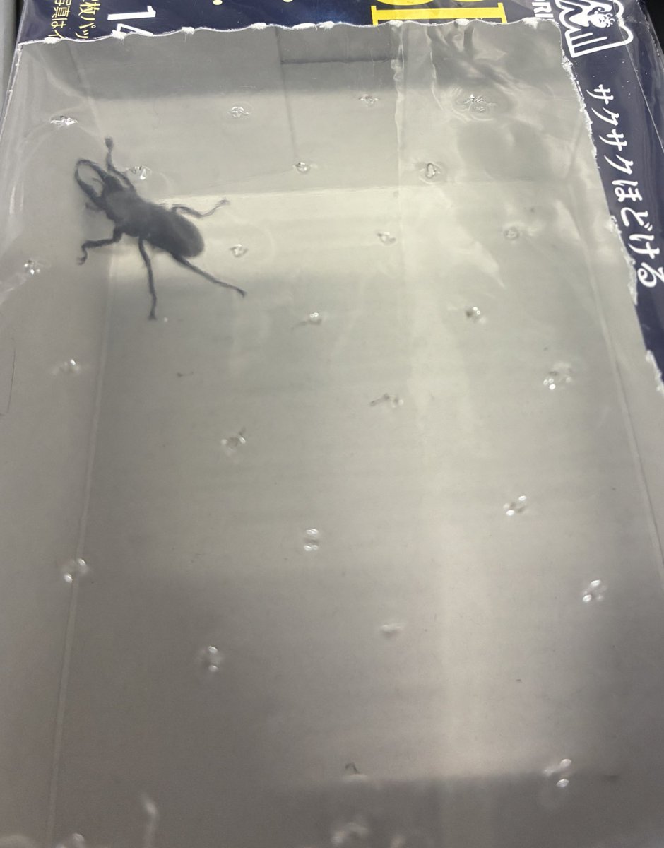 会社でもらった😊

昆虫ゼリーめちゃくちゃ余ってるから早く帰って食べさせてあげたい‼️