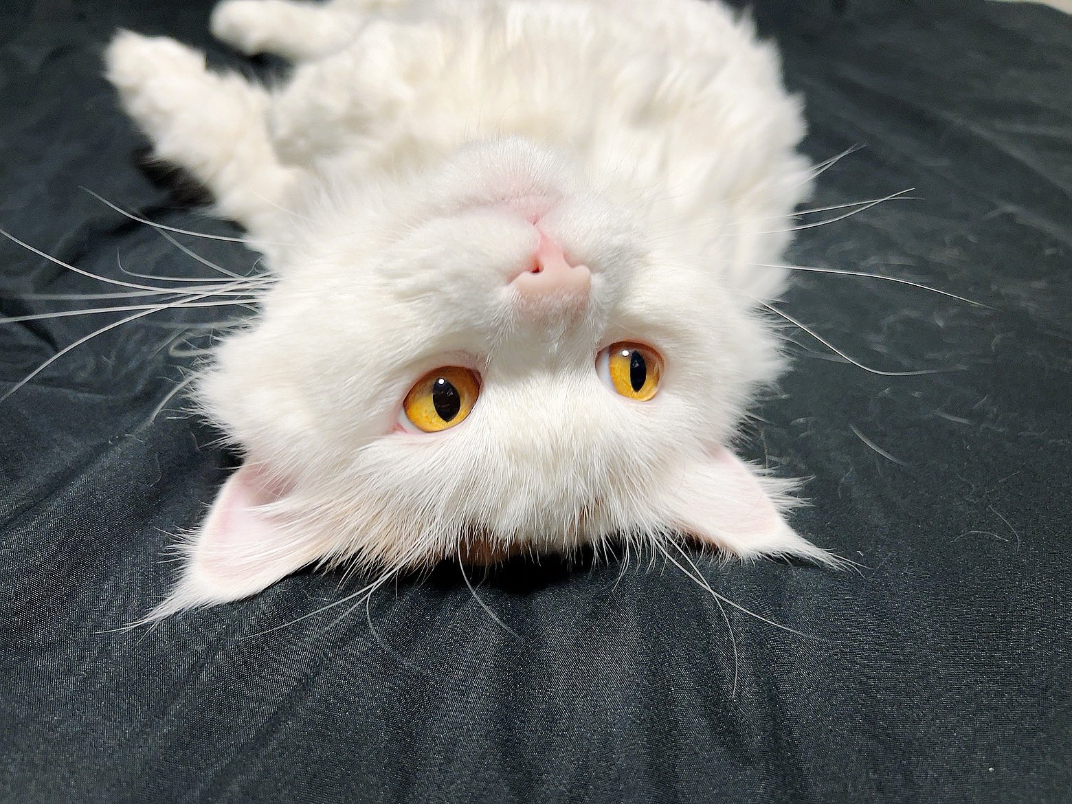 ネコ好きさんポイント無し　2000p使用 ネコ好きさんポイント無し 2000p使用 超猫🐈 on X: