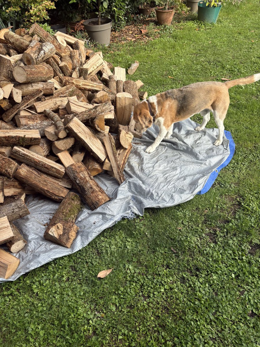 Time for my yearly wood inspection, all good, management are gonna be busy stacking today 🪵 💪🐾 #firewood #autumn