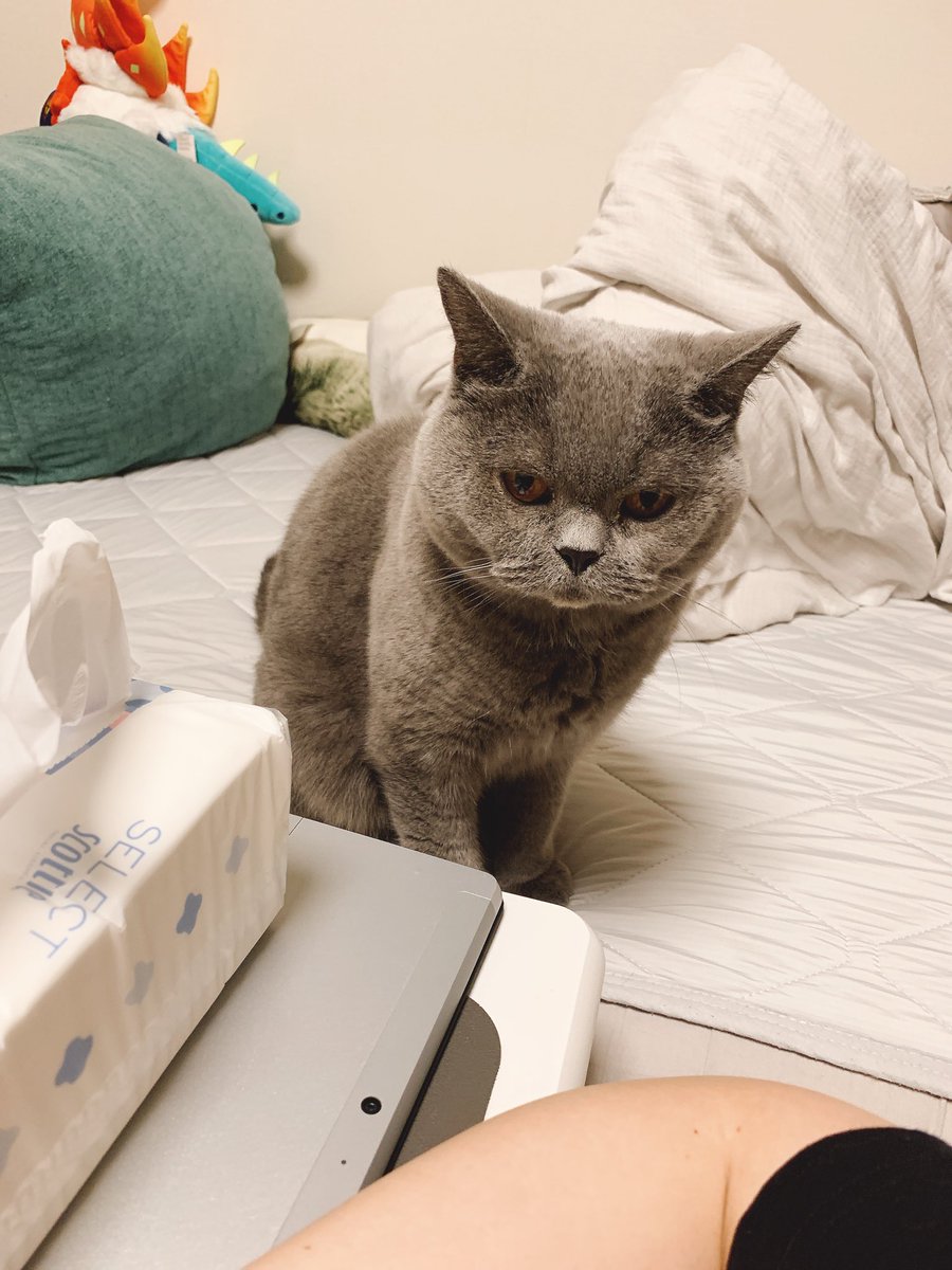 renoyass's tweet photo. 猫にはいつものカリカリを用意して、人間はカレーライスを食べてるんだけど、自分のごはんを食べずにずっと横で食事を眺められてる
コーヒーの匂いは好きじゃなさそうだけど、カレーのスパイスの匂いは平気みたい https://t.co/HHummp870z