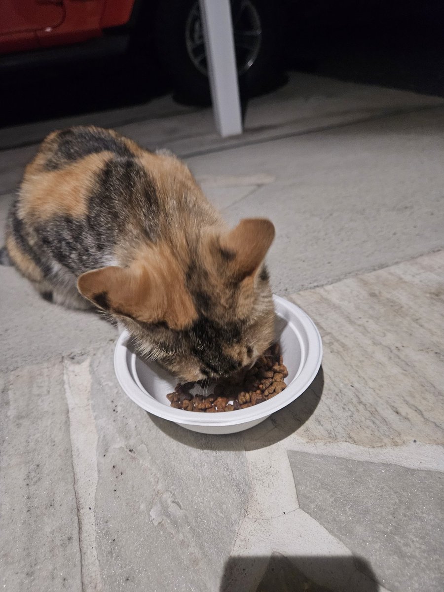 ⭐︎あややページ⭐︎のびねこ他14種 ⭐︎あややページ⭐︎のびねこ他14種 のびシリーズ | 野澤作蔵