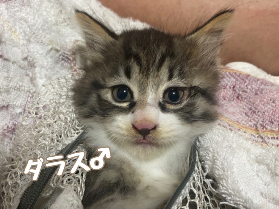 しろねこ様 gc0395-17_7bcdff09-c0ee-477b-