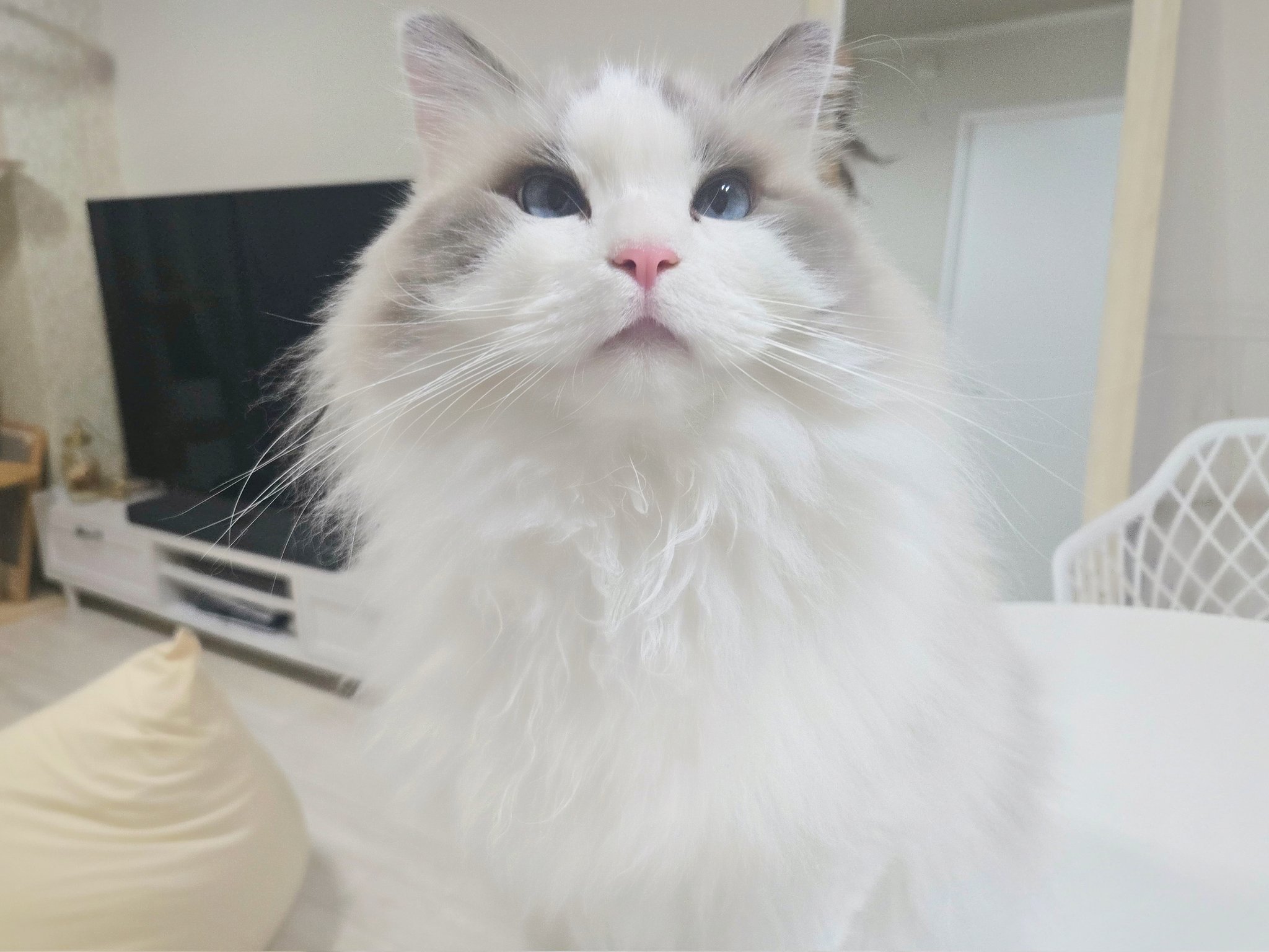 エル🐾FIP寛解 on X: 