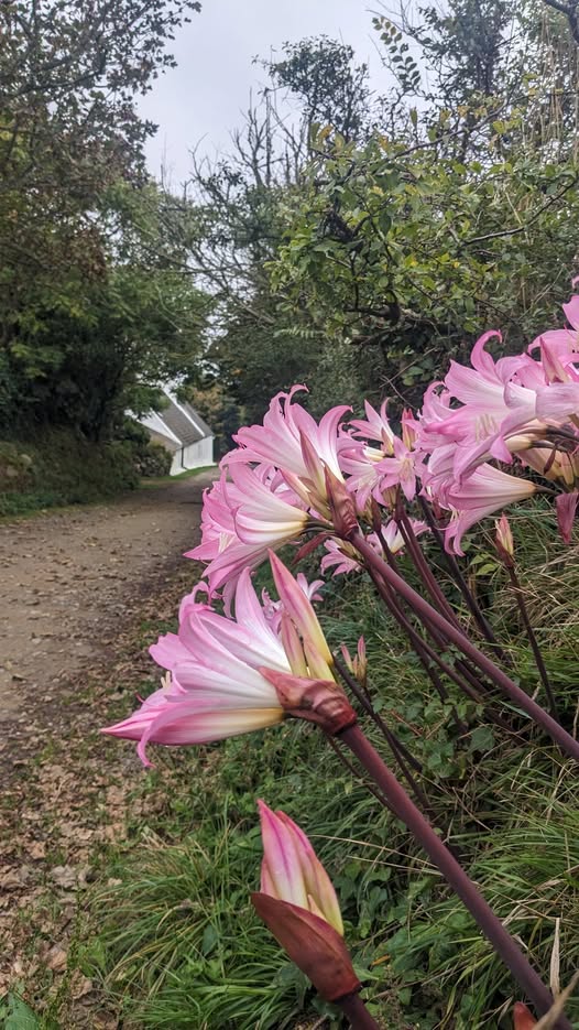 The Naked Ladies are thriving  .......