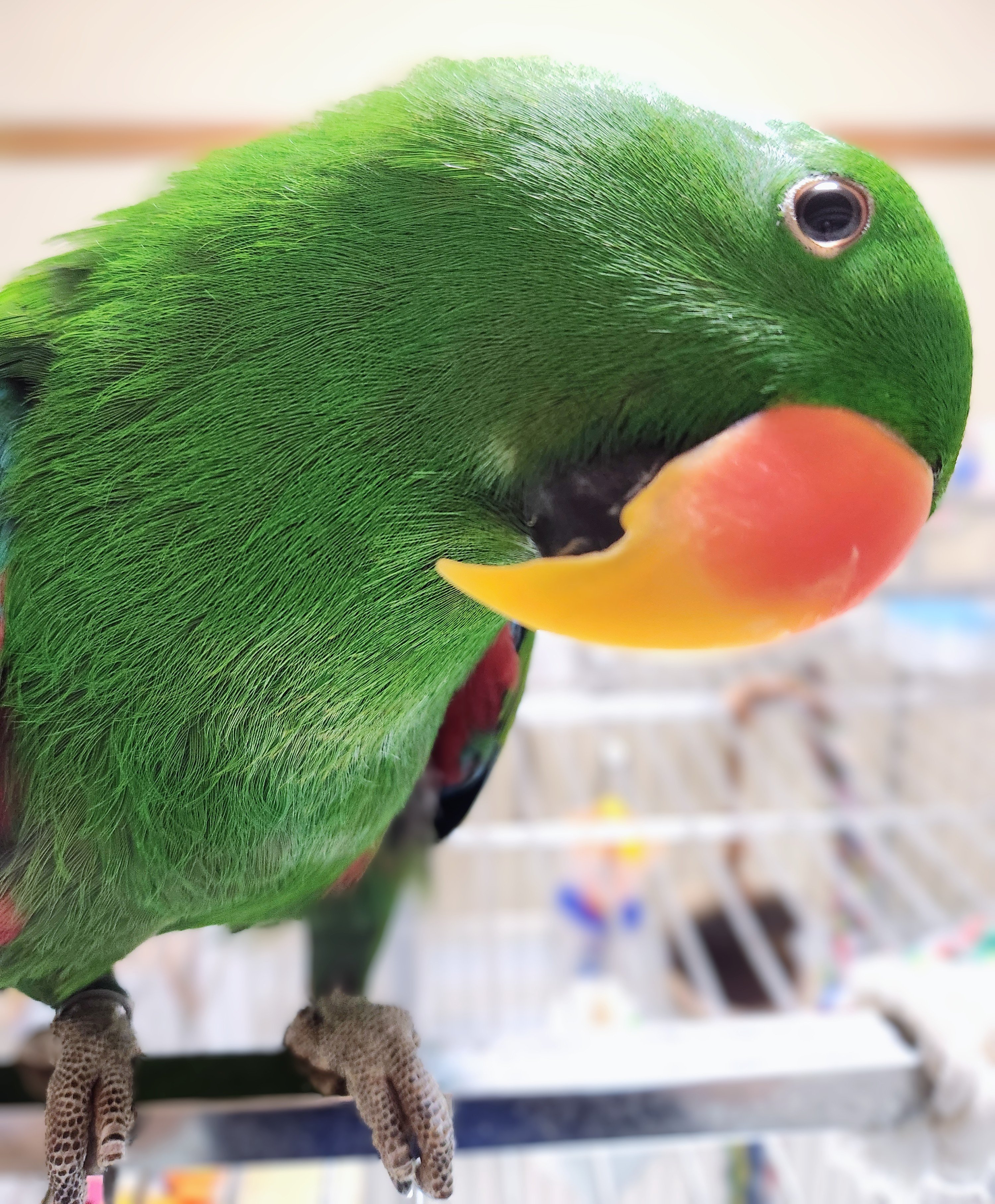 金運インコ シロハラインコ属図鑑｜Caique / Pionites | OPiときめく愛鳥図鑑