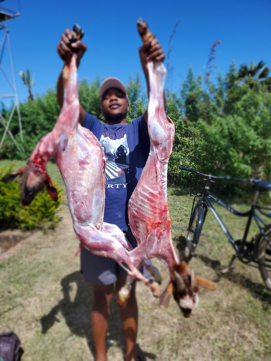 PENG TONGA BULL ♐🔴⁹⁶ tweet media