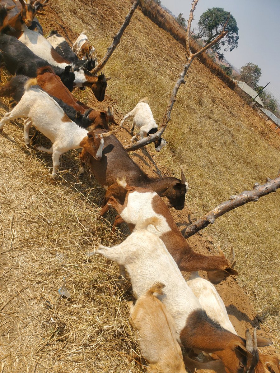 🚨🚨🚨🚨🚨🚨🚨🚨🚨🚨🚨🚨🚨🚨🚨🚨

WHOLE GOAT CARCASS GOING AT K500.

COMES WITH OFFALS + THE HEAD .

DELIVERY UPTO DOWNTOWN CHOPPIES K50 

DM ME OR <a href="/Goatmeatplug/">GOAT MEAT PLUG</a> or 

CALL 0979370481 FOR ORDERS. 

PLEASE KINDLY HELP ME RETWEET THIS 🙏