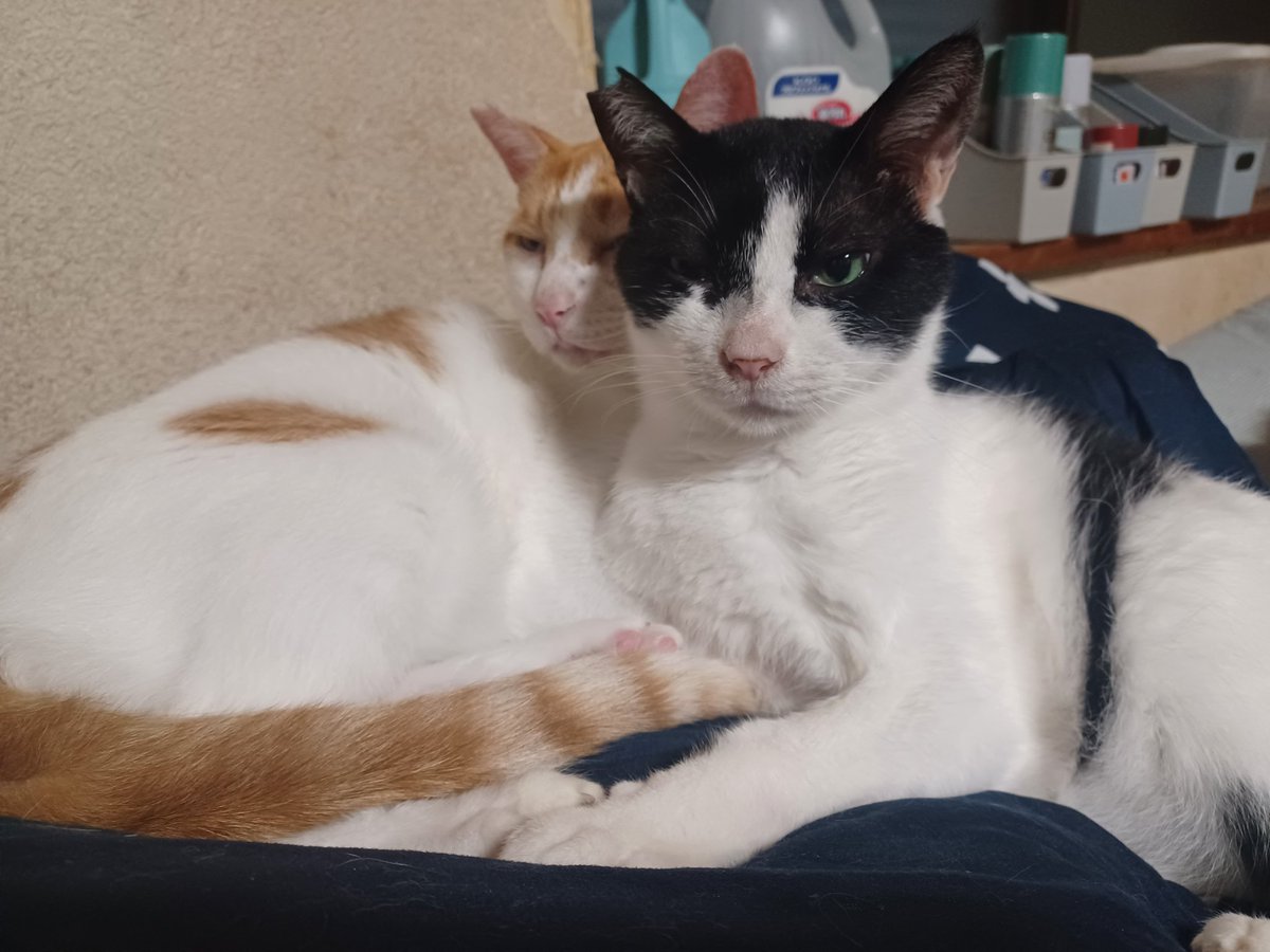 ダリル&amp;オーツみたいになってます