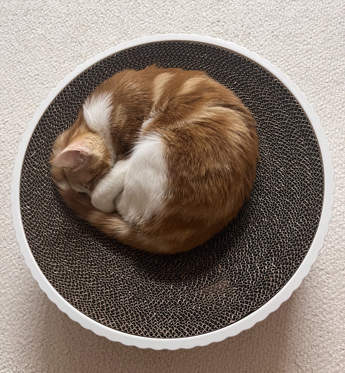 주문하신 시나본에서 
어느날 갑자기 털이 솟앗습니다 
맛잇게 쓰다듬으세요 ㅡ .ᐟ.ᐟ