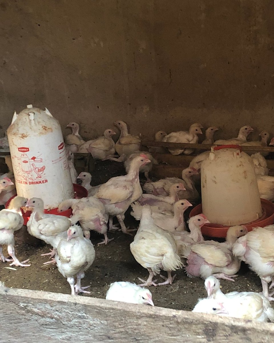 Just a Drop tweet media