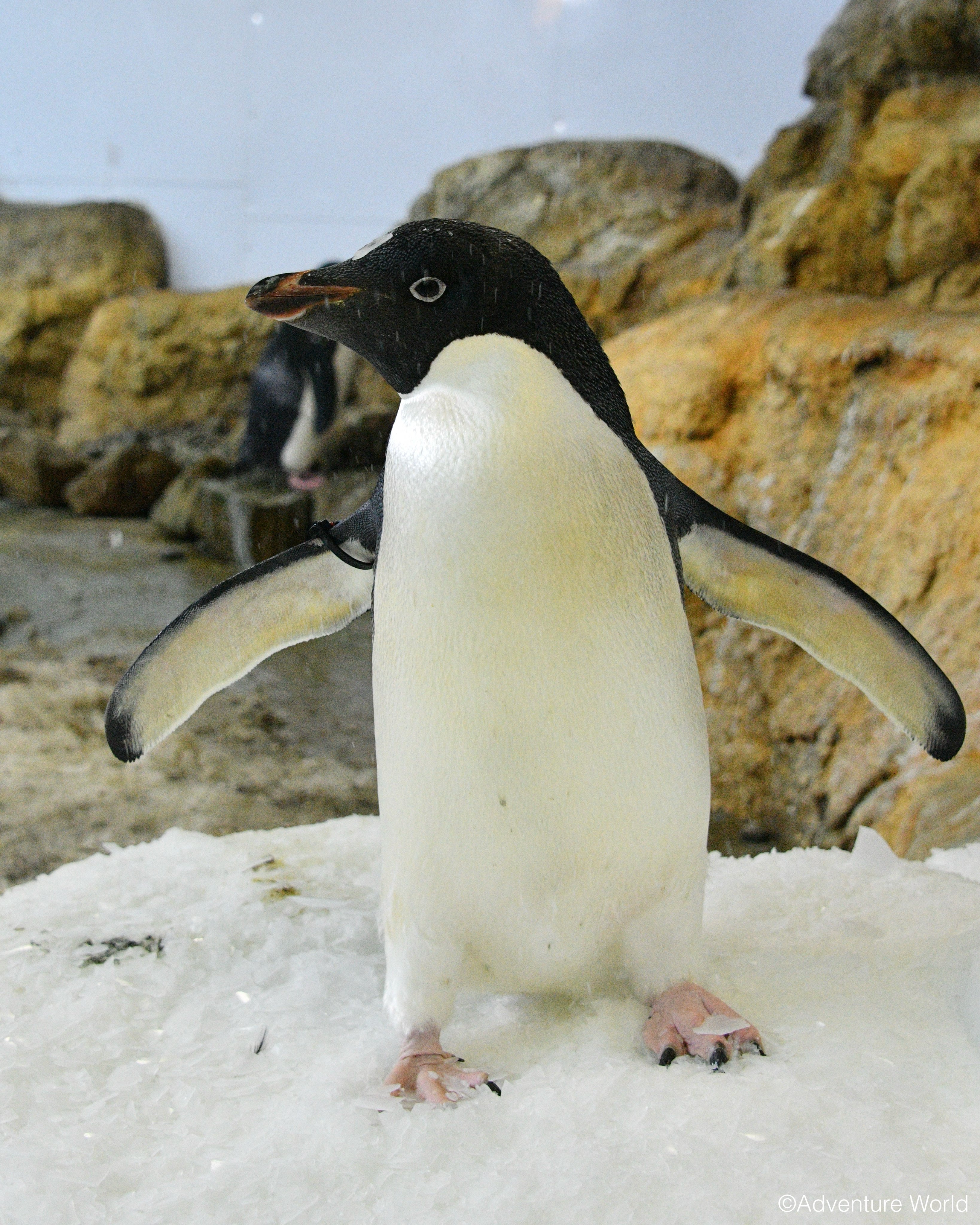 ペンギン ドミニオンペンギン❤︎世界唯一見られるDOMINION PENGUIN sddefault.jpg