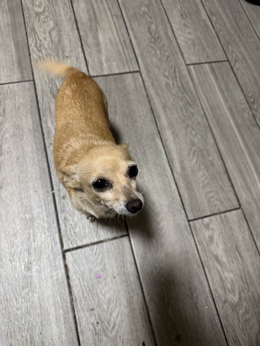 My little rat always begging for food LOL