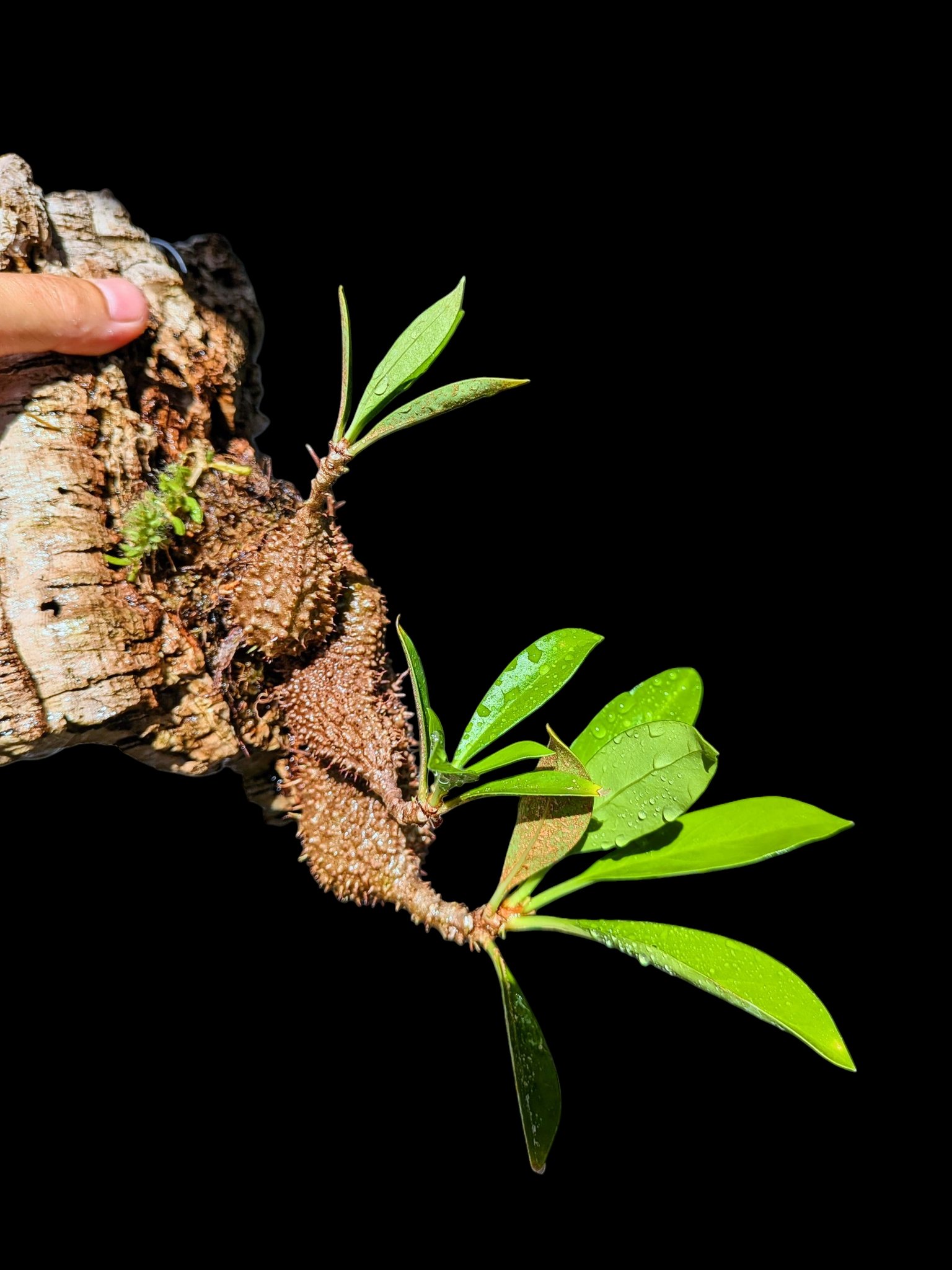 アリ植物　Myrmecodia tuberosa papuana 板付 アリ植物 Myrmecodia tuberosa papuana 板付 itome@伊藤蟻植物