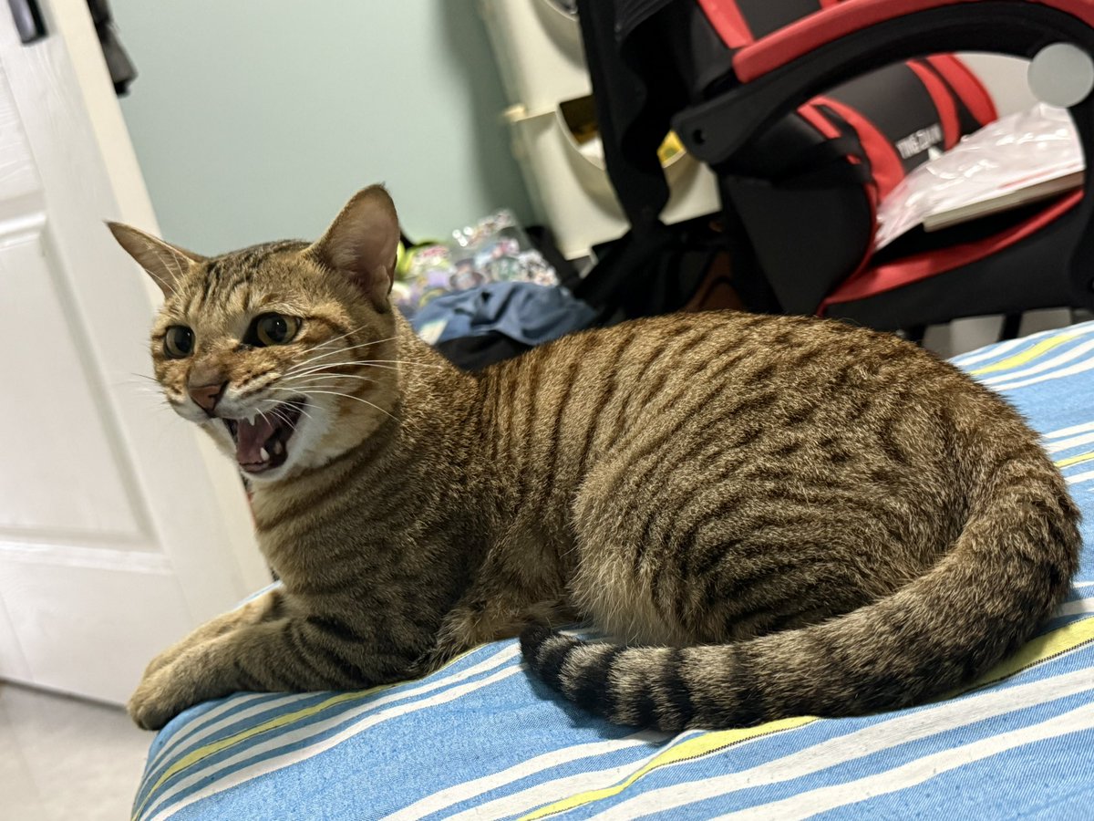 也许是忧郁小乖 (@lookloo76455445) on Twitter photo 