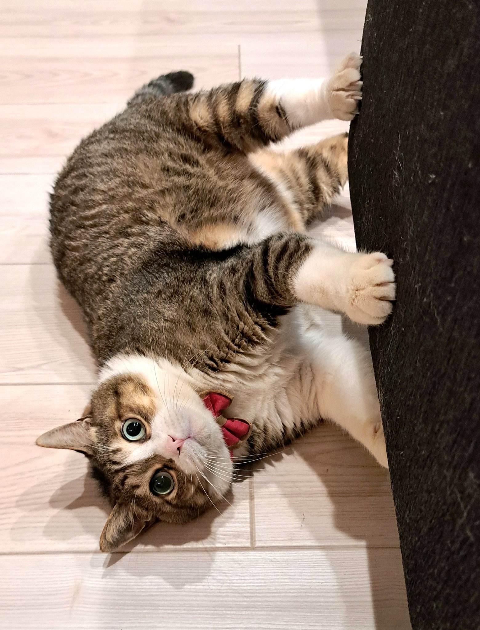 ☆tsubasa☆猫飼☆ kazu✨ on X: 