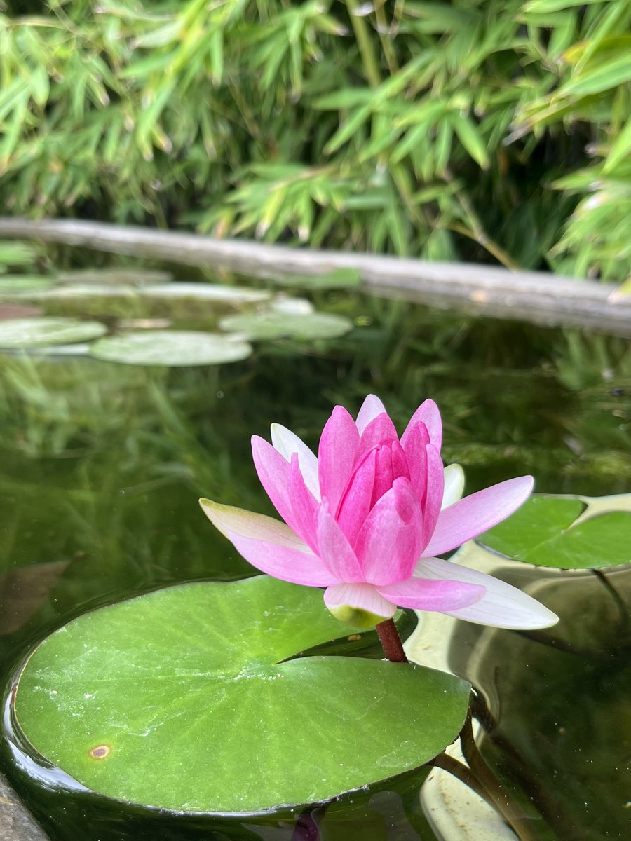 继续祝大家好运莲莲