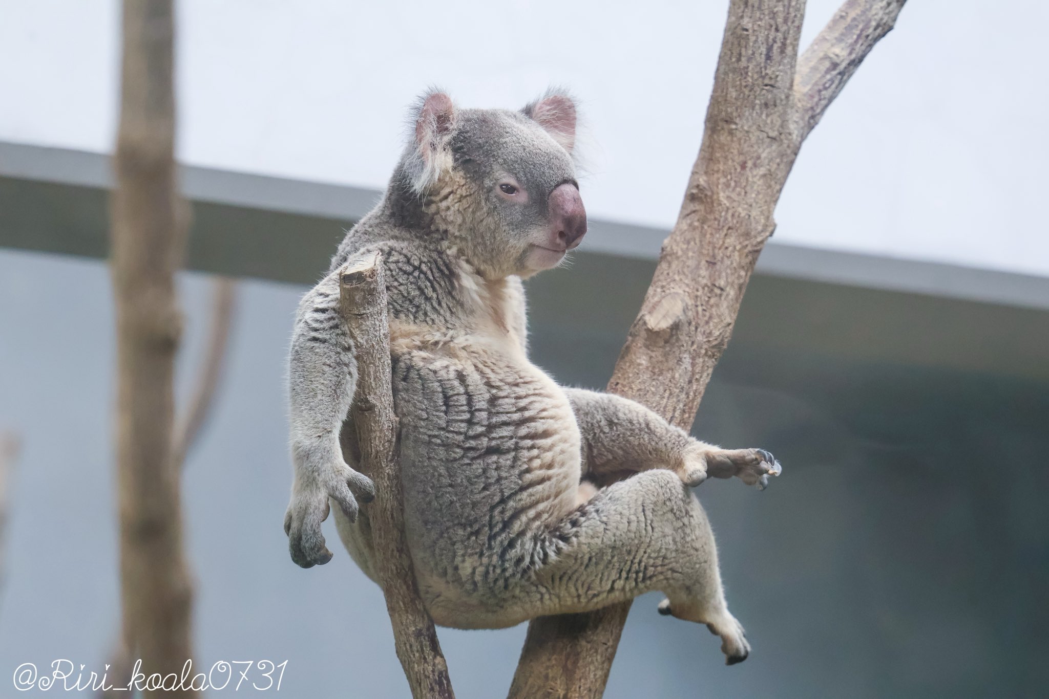 コアラ シャイちゃん、お姉さんになりましたな🐨✨☺️ 20250726