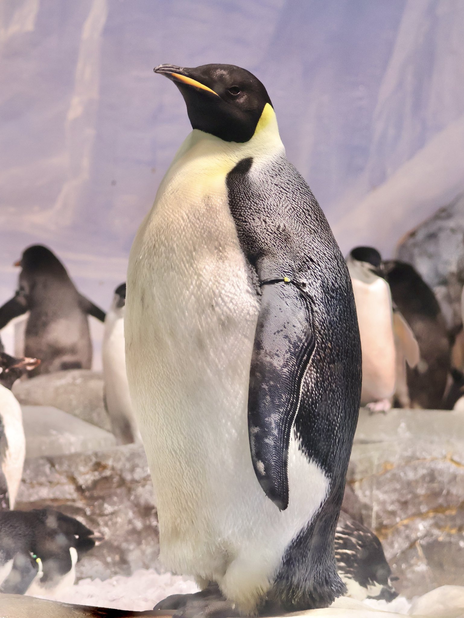 記念メダル　名古屋港水族館　エンペラーペンギン 記念メダル 名古屋港水族館 エンペラーペンギン