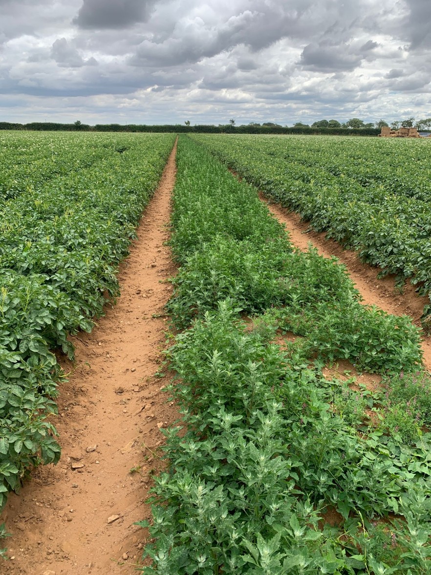 Dyson Farming Research tweet media