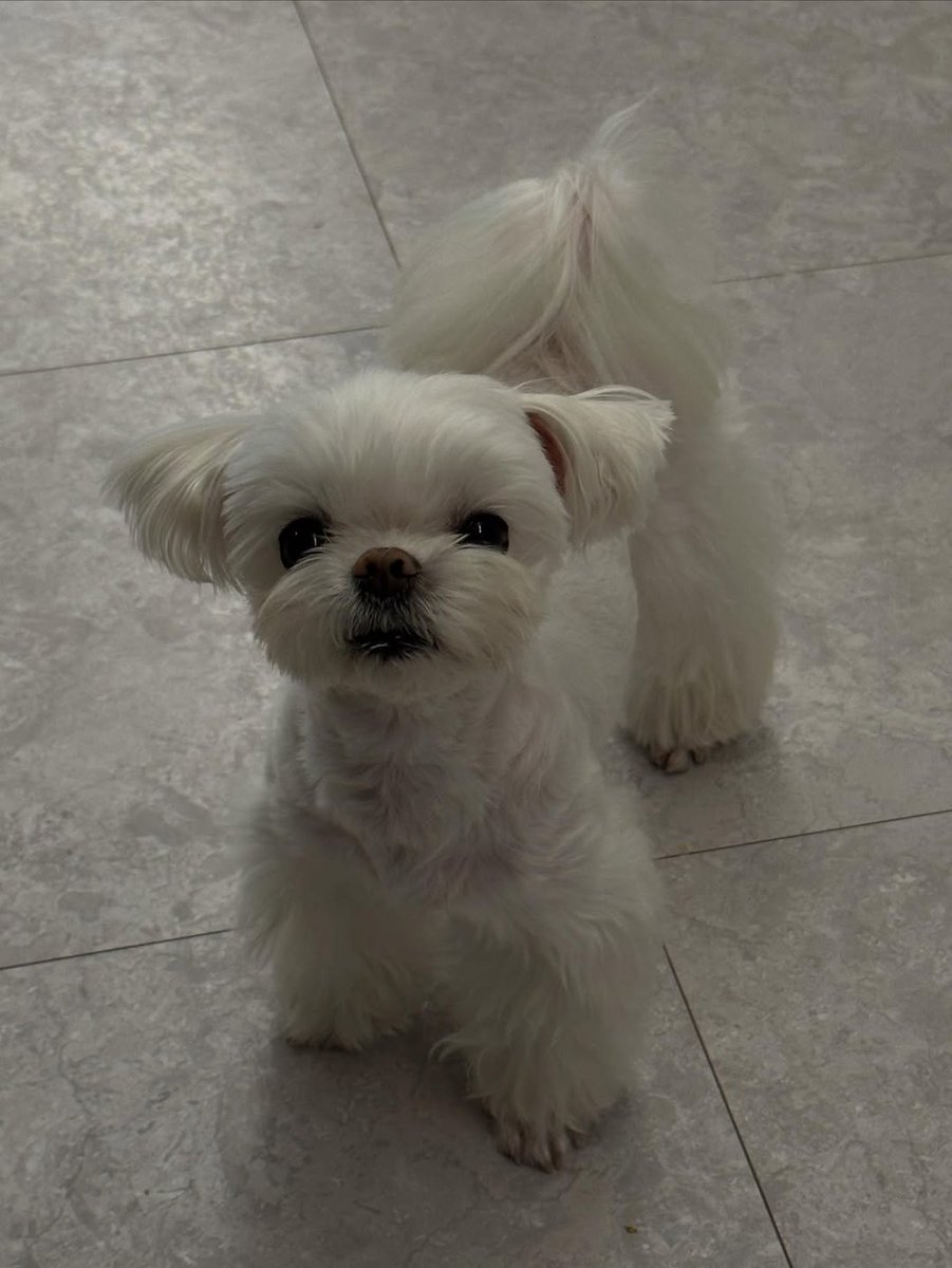 CHOIYOUNGJAETH's tweet image. [📸INSTAGRAM]

25.09.24  — POST UPDATE
[แปล] b_ftaq : 🤍

🔗instagram.com/p/DO-v6oXEs6p/…

#말티즈 #maltese #マルチーズ #马尔济斯犬 #มอลทีส #Maltais

#최영재 #영재 #YOUNGJAE #ARS #코코 #CoCo #GOT7 #갓세븐 @ChoiArs_YJ @YOUNGJAExArs