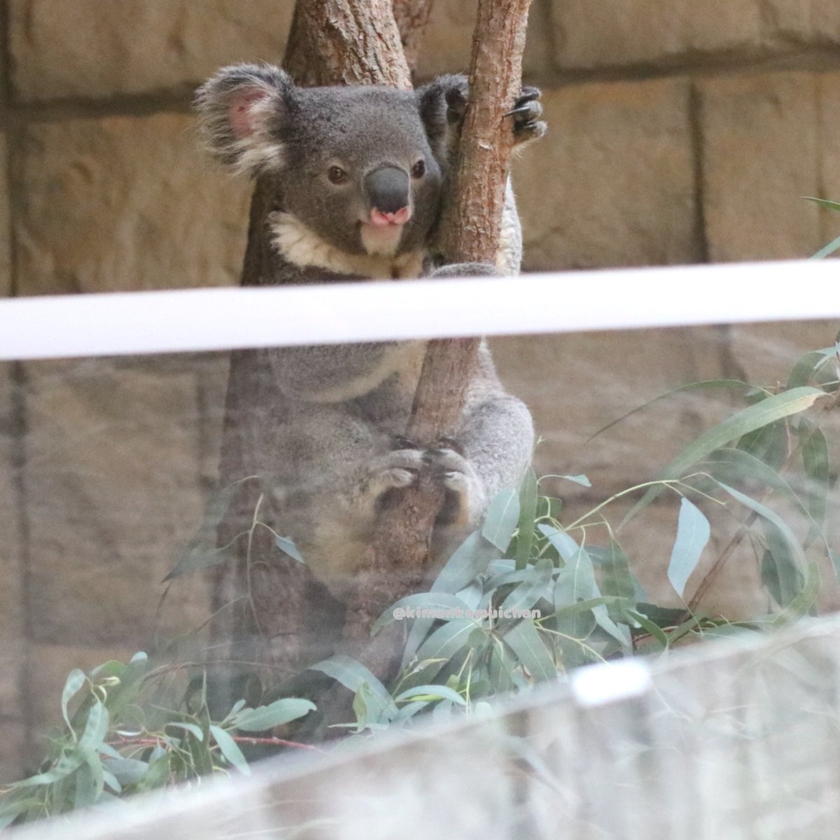きゅっとなるもなか🐨
2025.07
#東山動植物園 #コアラ #もなか