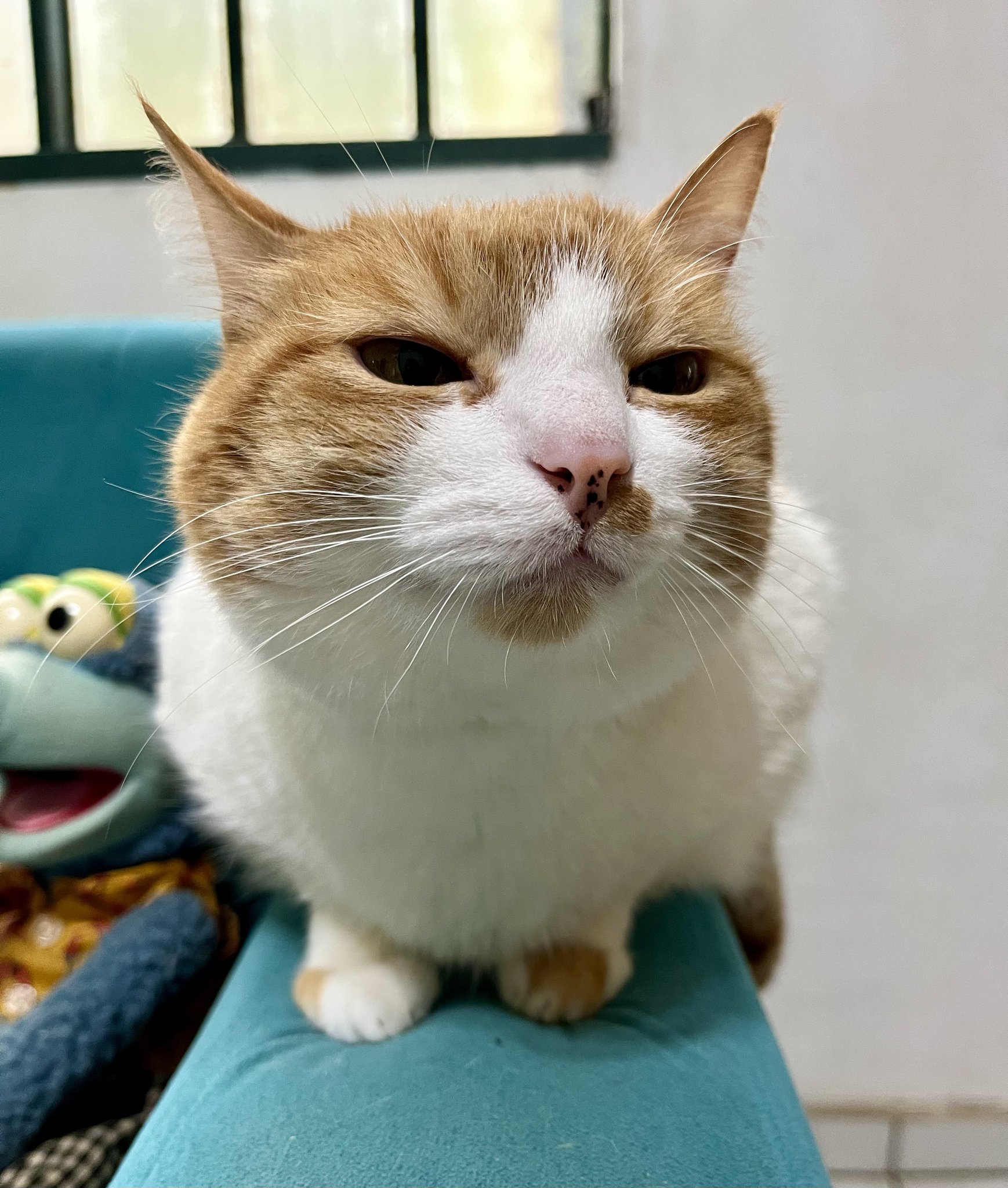 ぷりねこ やまさき😽フォロバ77.7%(猫の戯言) on X: 