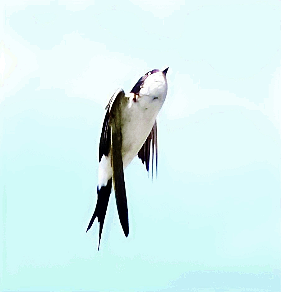 DRHarazny's tweet image. House Martin. #birds #birdsinflight #mypatch #birdphotography #CheshireUK