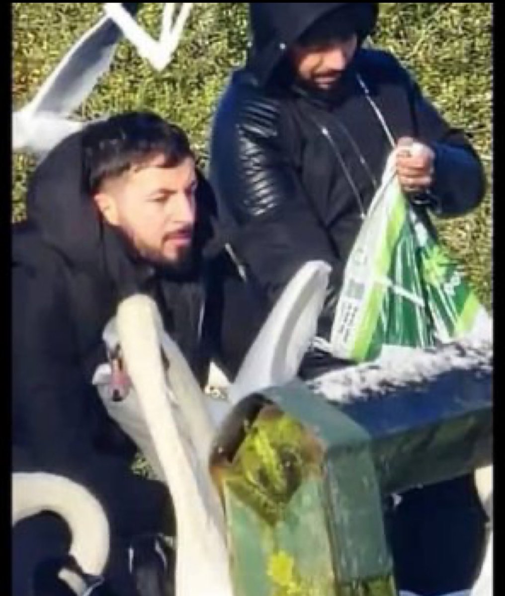 “They’re eating the Carp, they’re eating the Swans” - Nigel Farage 

Also the Swans.