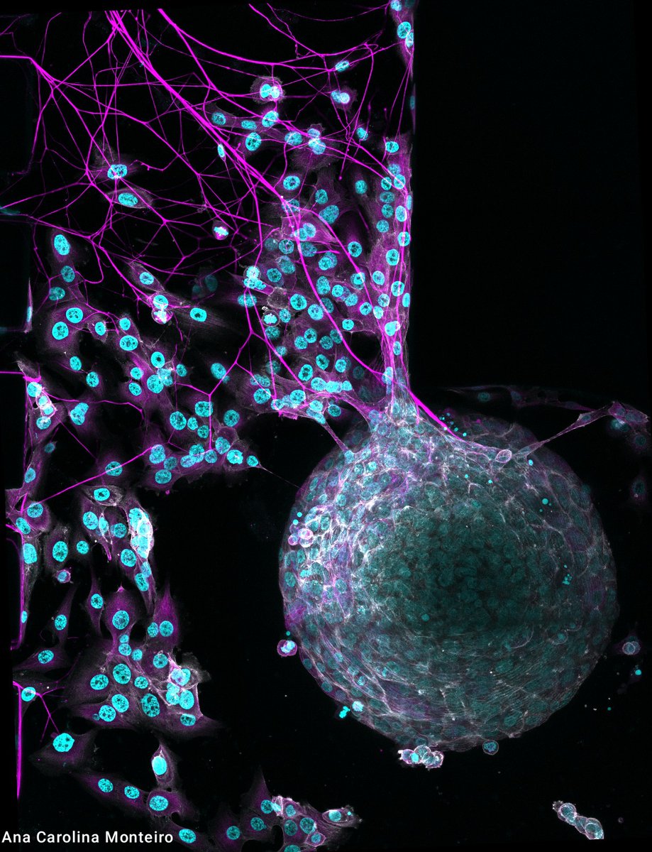 Neuro & Skeletal Circuits Group (NeSk) tweet media