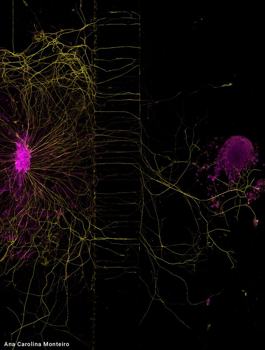 Neuro & Skeletal Circuits Group (NeSk) tweet media