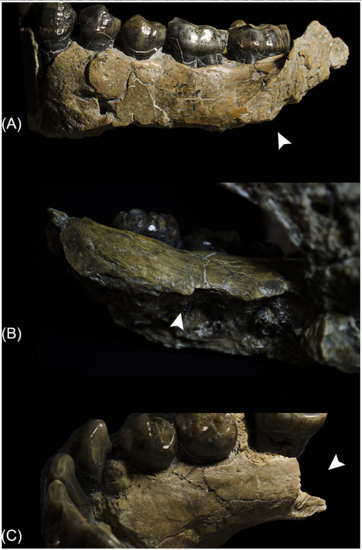 IDEAolduvai's tweet photo. #Homohabilis #OlduvaiGorge #Tanzania #hominins  #HumanEvolution #Taphonomy #ArtificialInteligence #AI #Balanceofpower #BoneSurfaceModifications #BSM #OH7 https://t.co/CpYTPZ6ieC