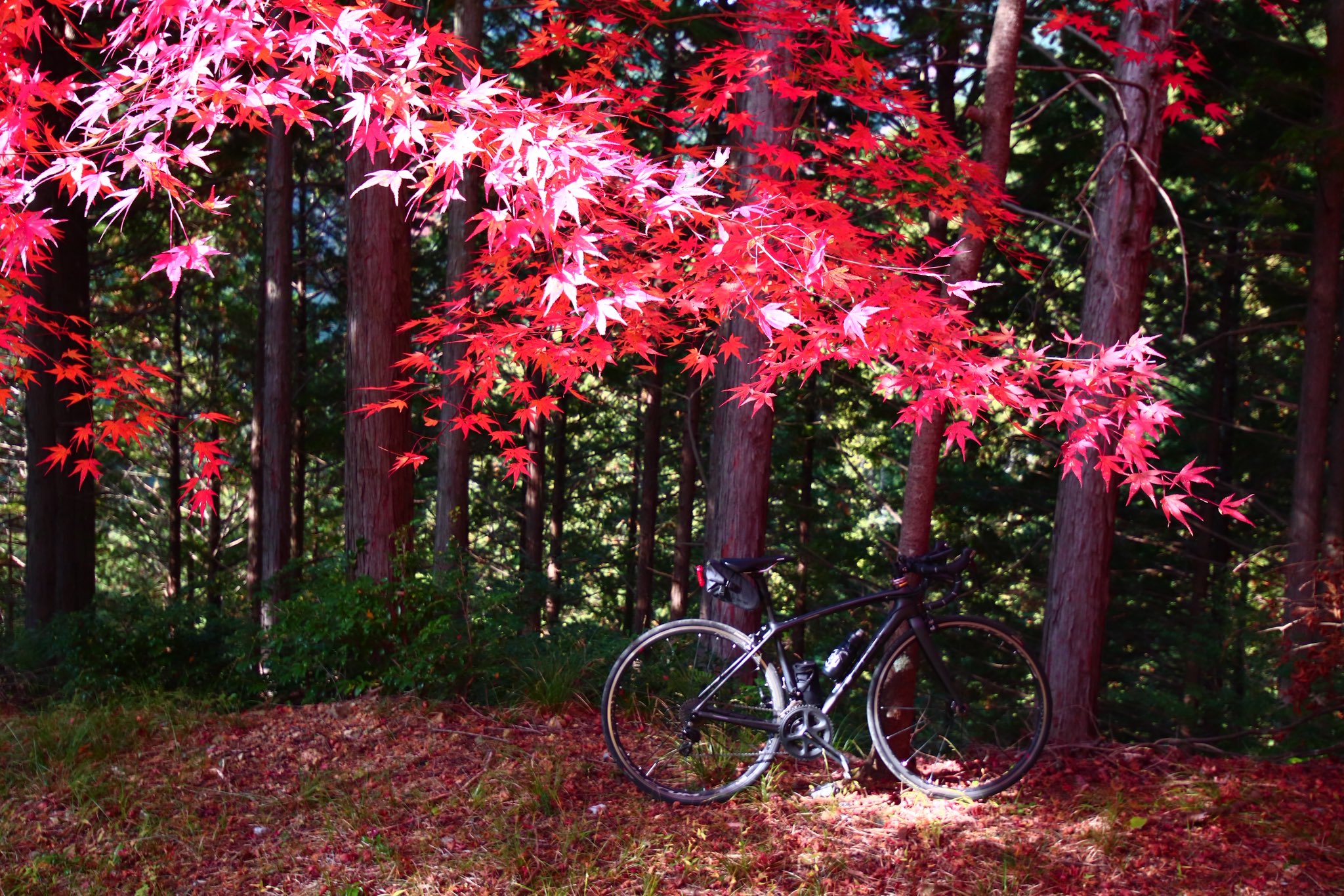 紅葉☆ 不退寺の紅葉、クライマックス - YouTube