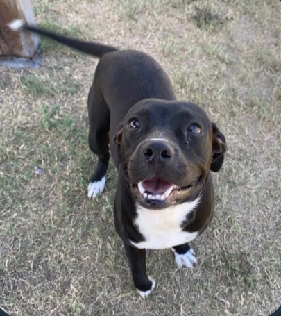 OlwynHope's tweet photo. BELL #A383217 a healthy 1yo #Euthlist #CorpusChristi Tx 9/29 💉 for SPACE! 🙏#PLEDGE #RESCUE or #ADOPT #FOSTER her owner simply took her to a KILL SHELTER left her to die there? Plz help to SUPPORT BELL #PLEDGE for a #RESCUE to save her life 🐕🙏 https://t.co/UGVsLLSJ9J