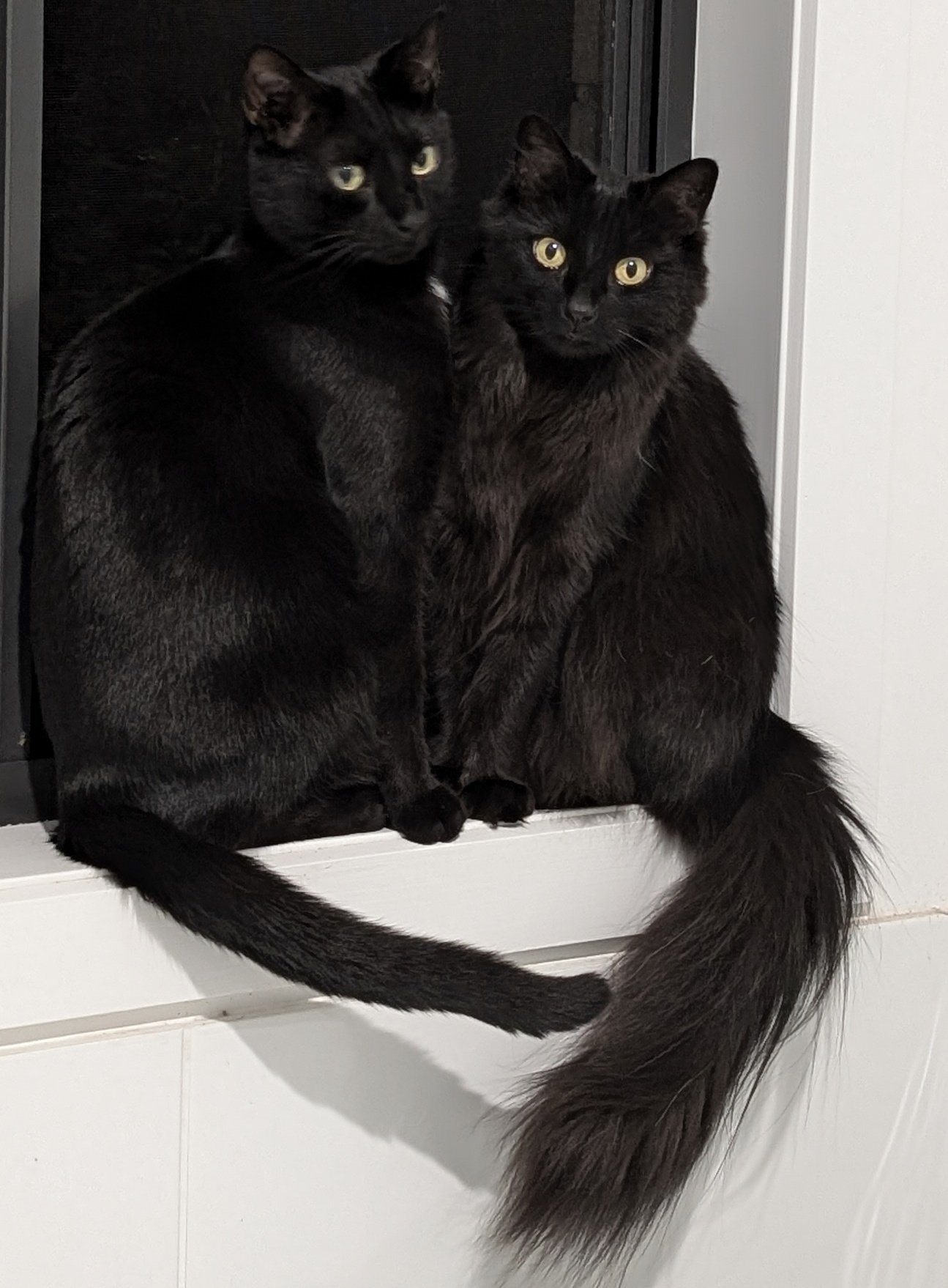 黒猫のベアモアと飼い主🇦🇺 (@bearmoablackcat) / X