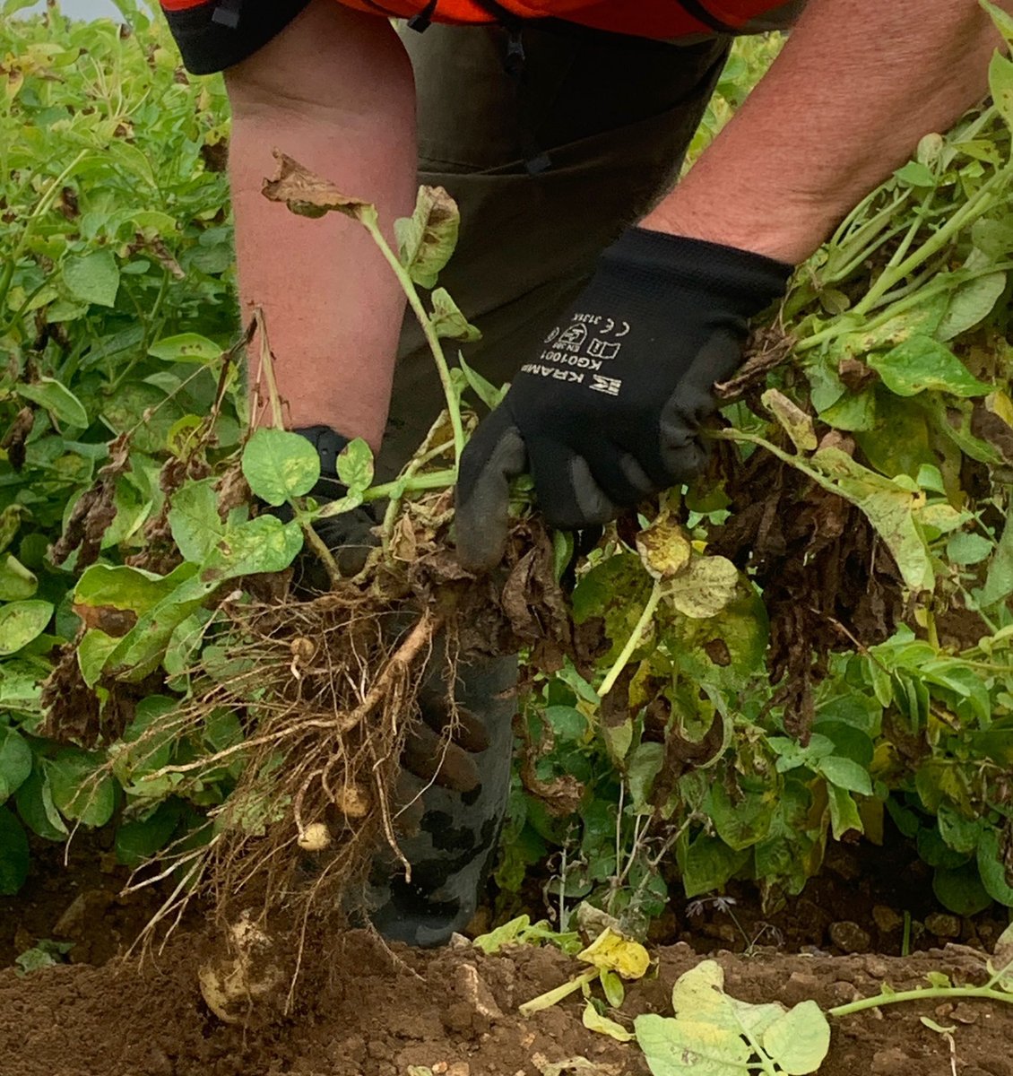 Dyson Farming Research tweet media